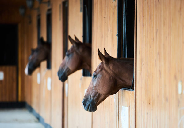 Mehr Quality-Time mit dem Pferd: Optimieren Sie Ihre Zeit im Stall